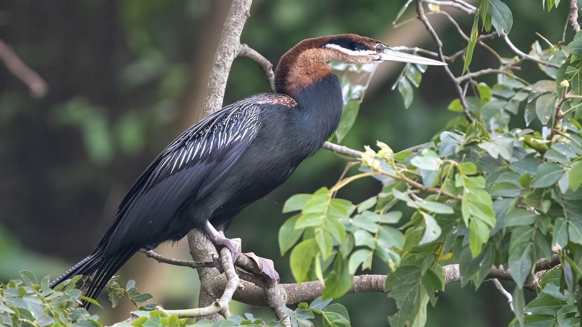African Darter