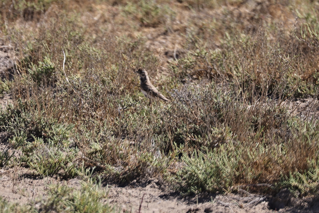 Greater Short-toed Lark