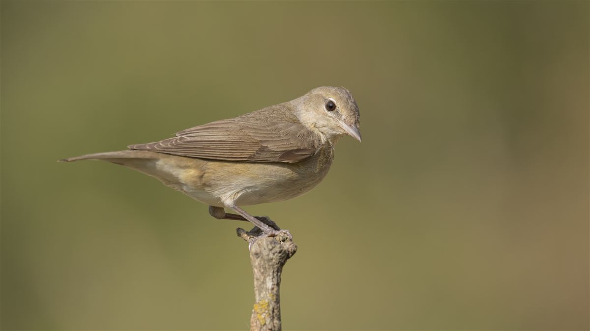 Garden Warbler