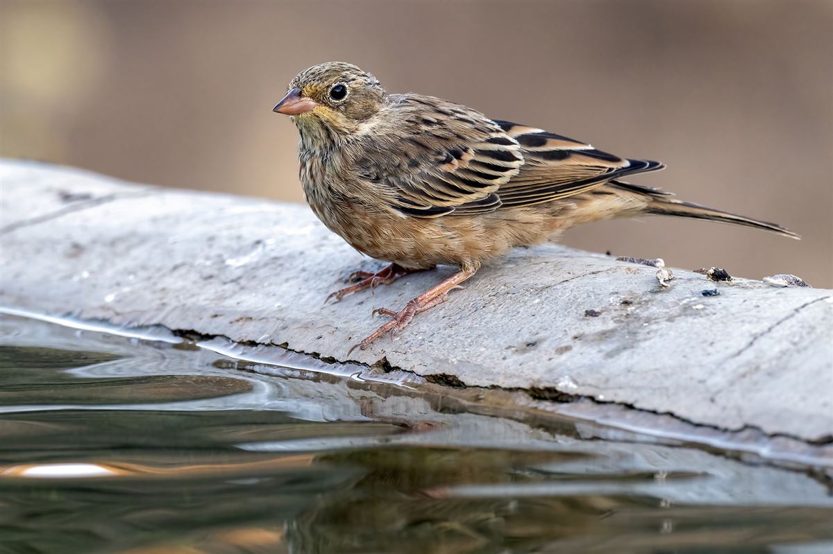 Ortolan Bunting