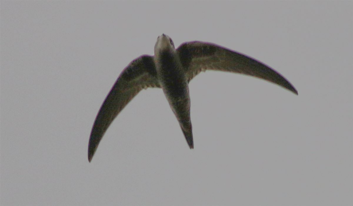 Pallid Swift