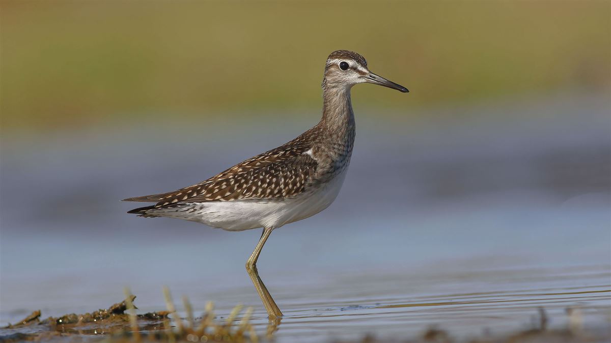 Wood Sandpiper
