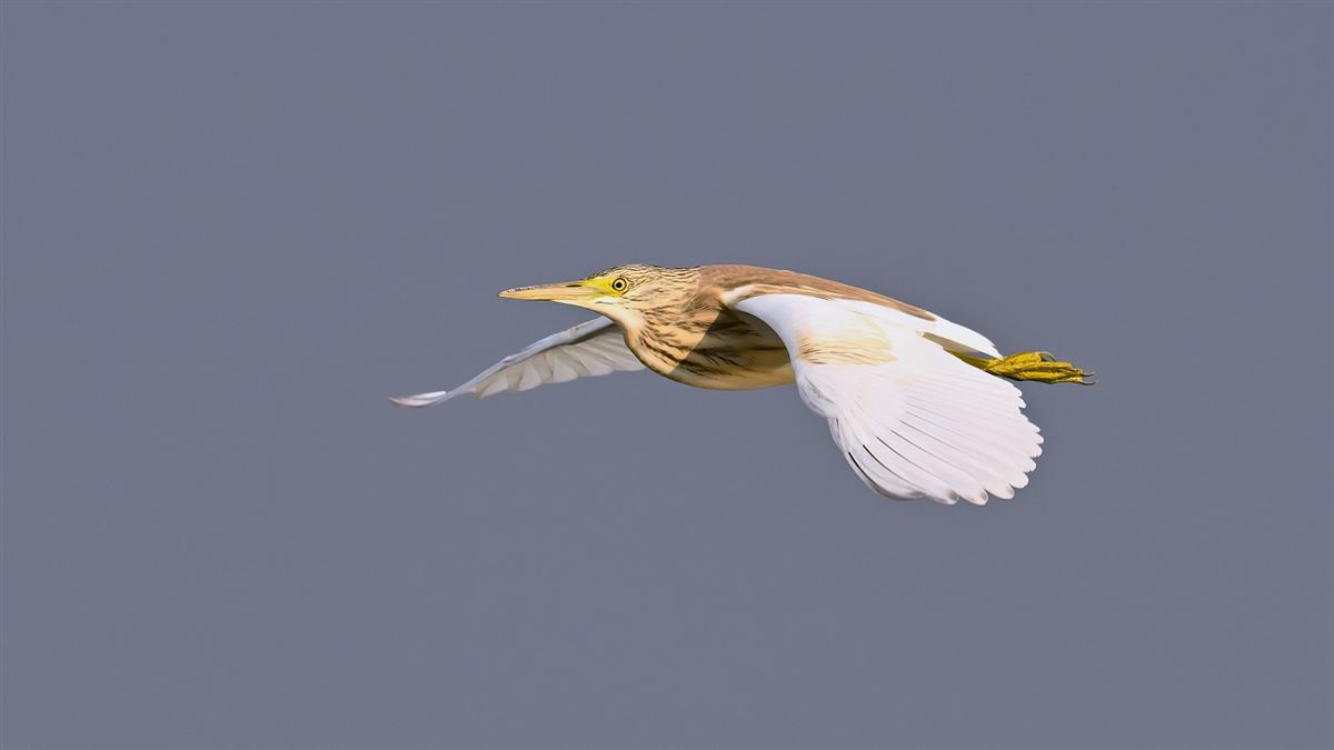 Squacco Heron