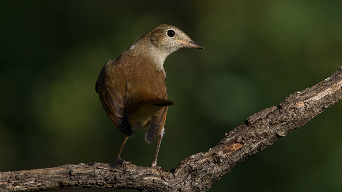 Common Nightingale