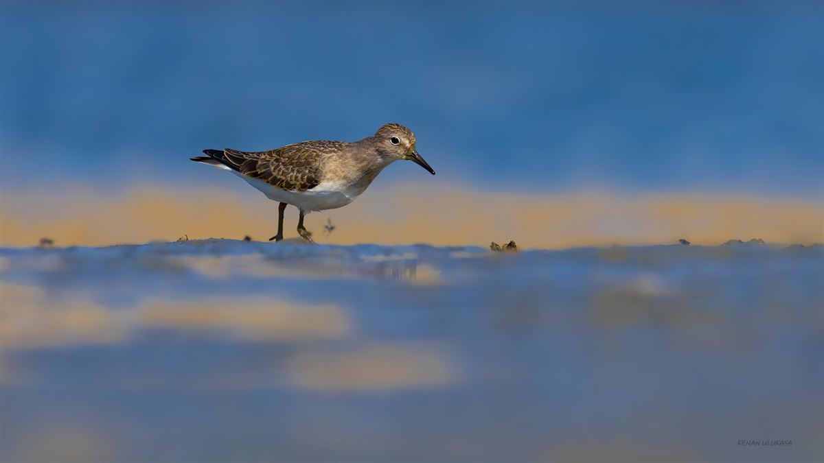Temminck`s Stint