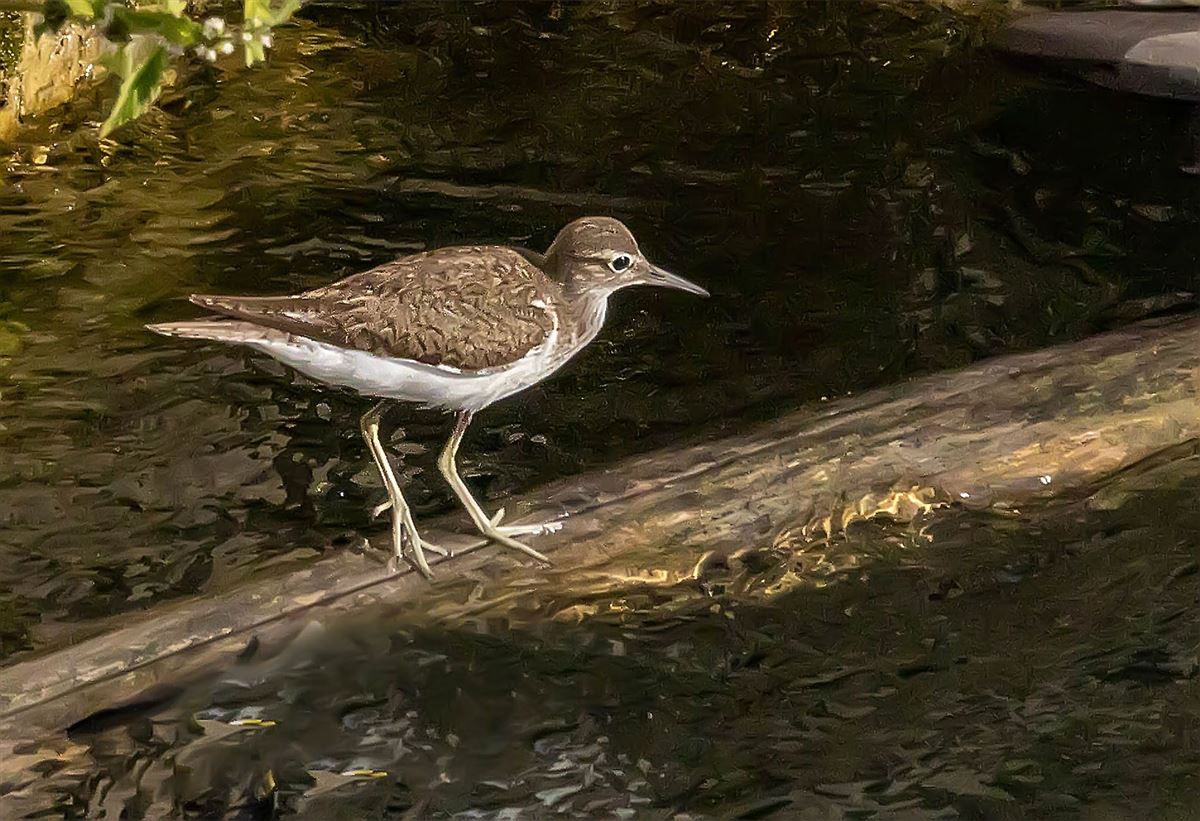 Common Sandpiper