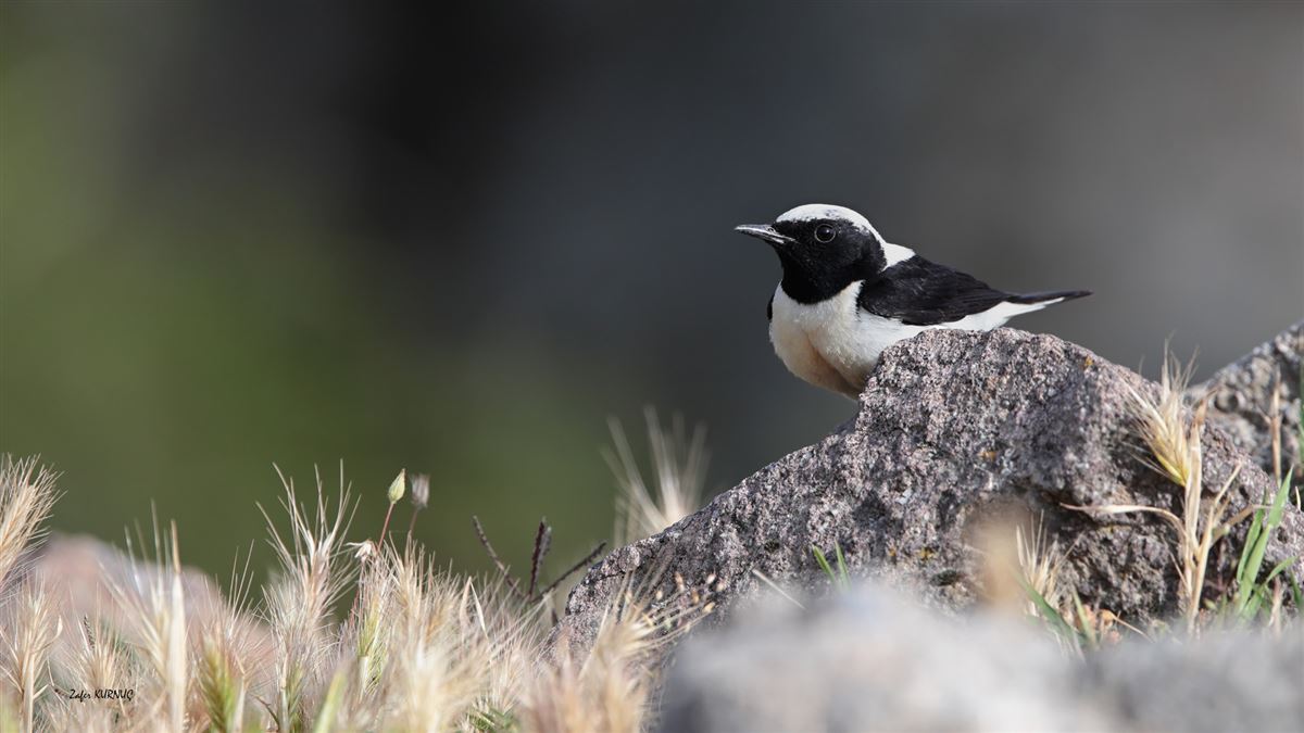 Black-eared Wheatear
