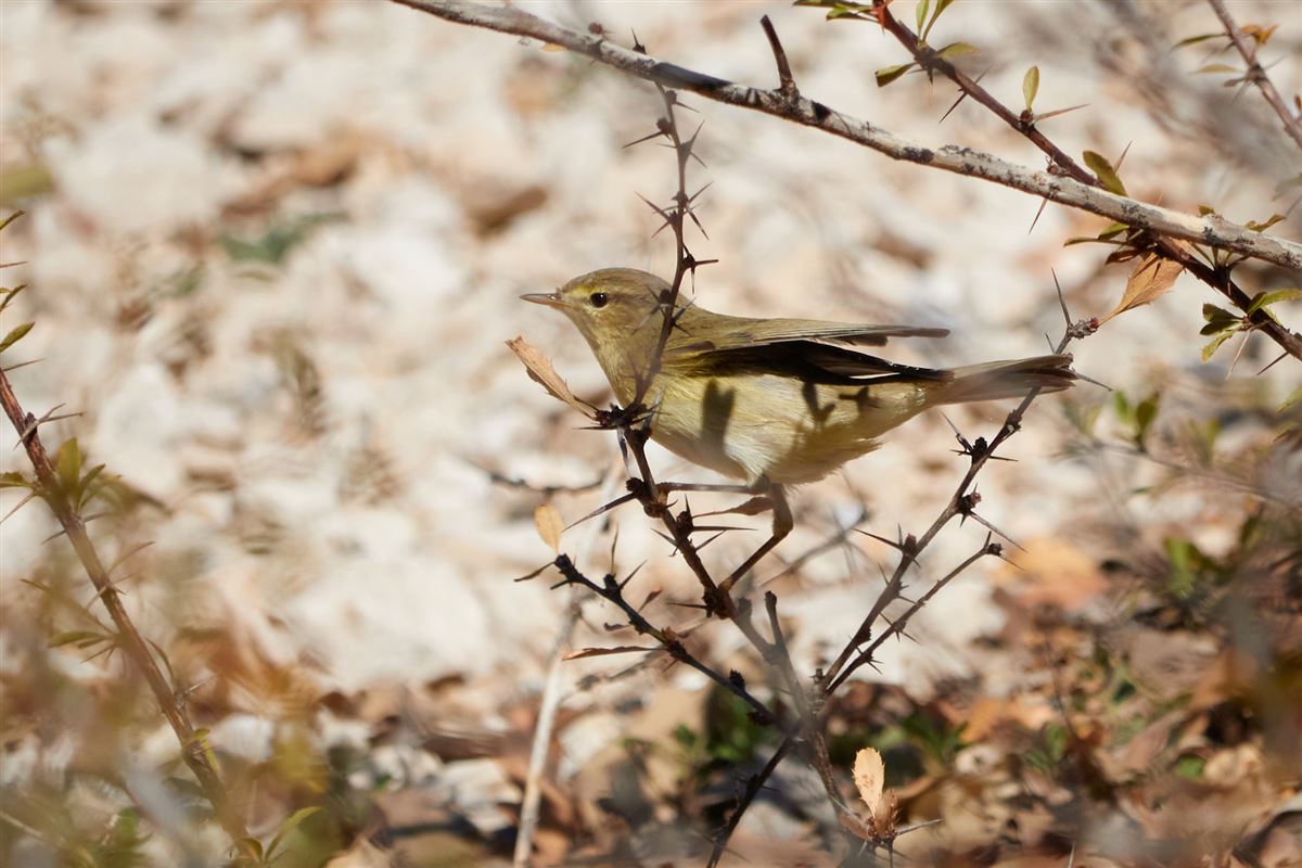 Common Chiffchaff