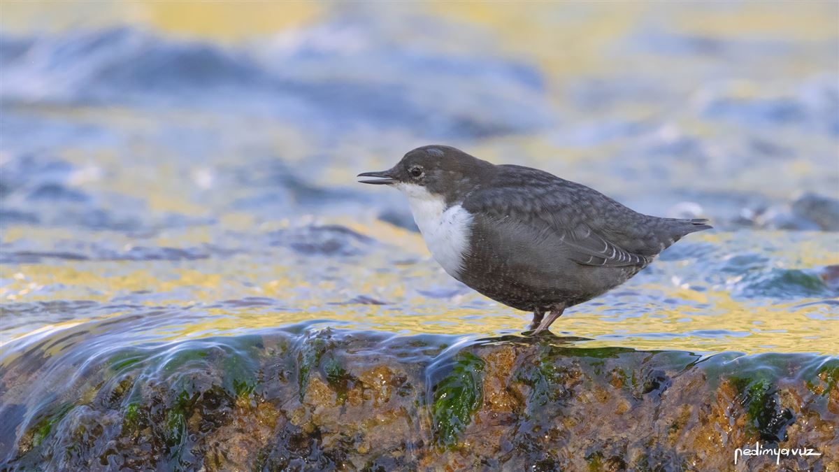 White-throated Dipper