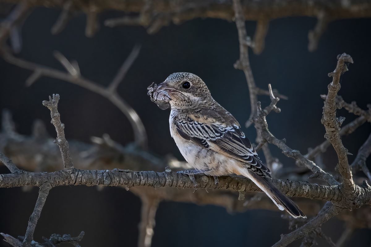 Woodchat Shrike