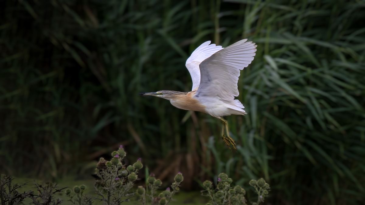 Squacco Heron