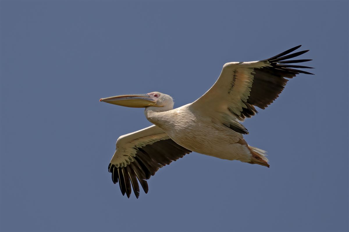 Great White Pelican