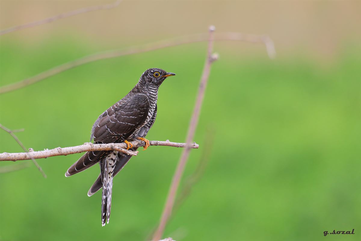Common Cuckoo