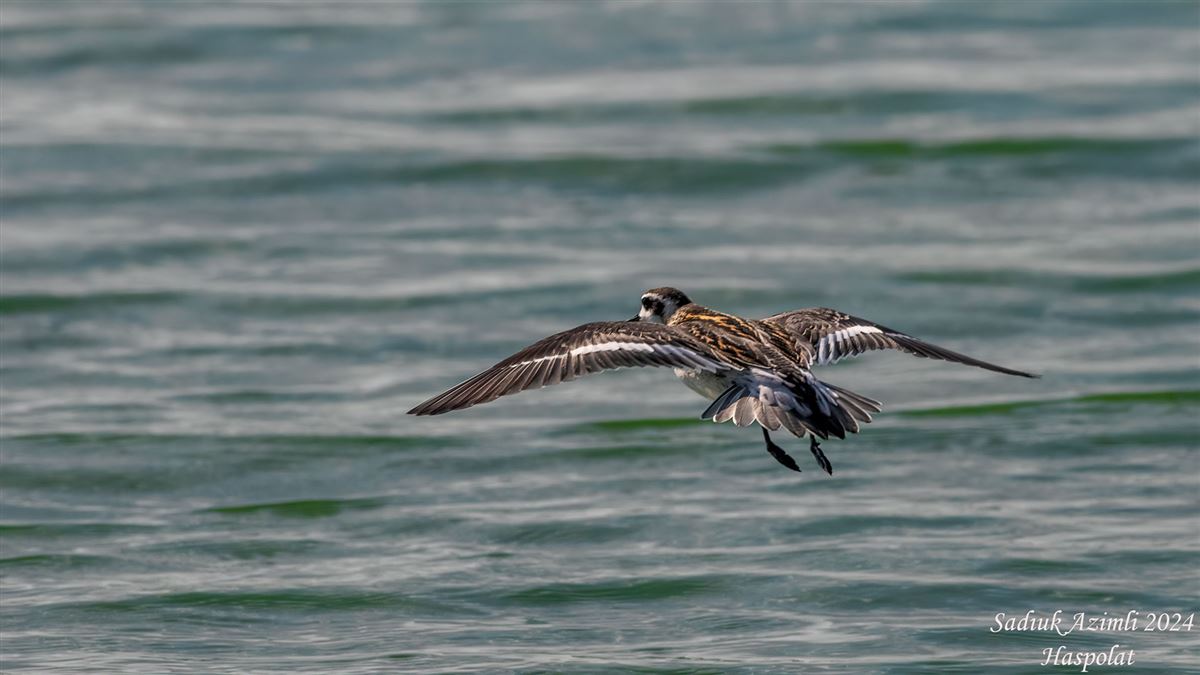 Red-necked Phalarope