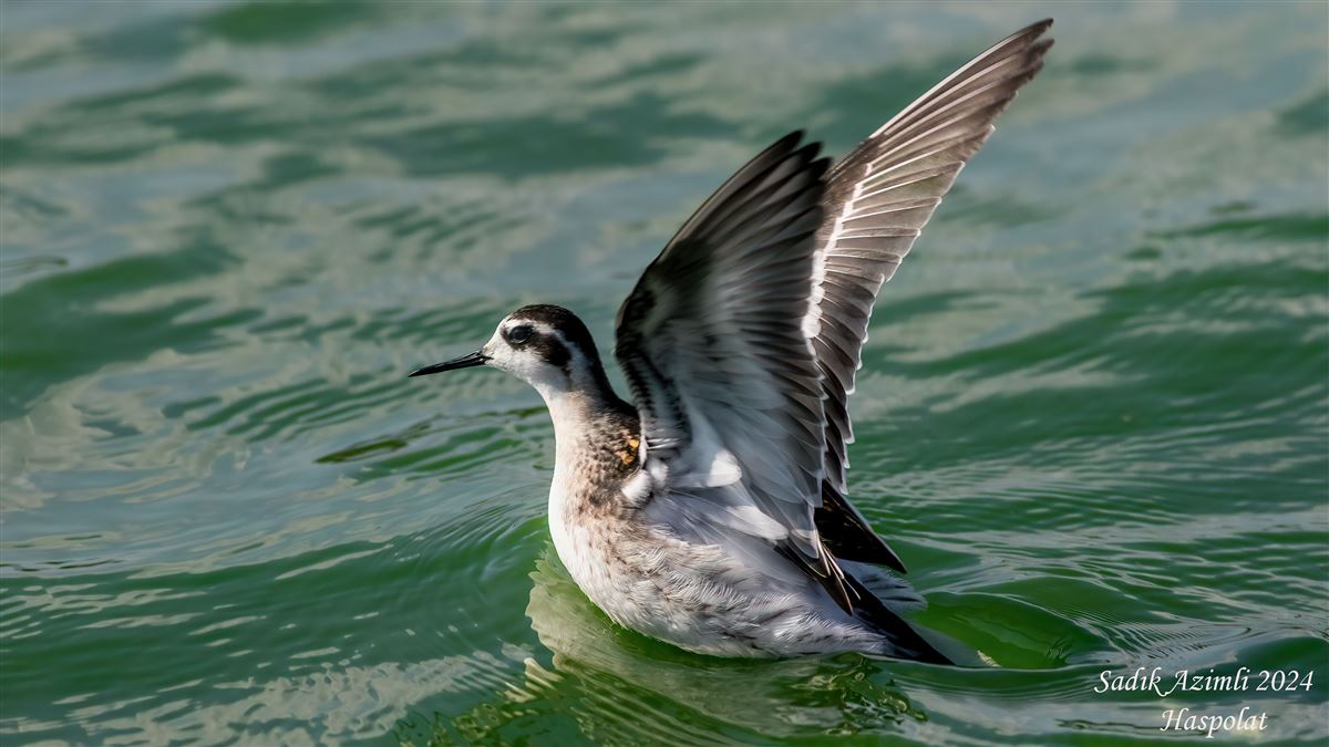 Red-necked Phalarope