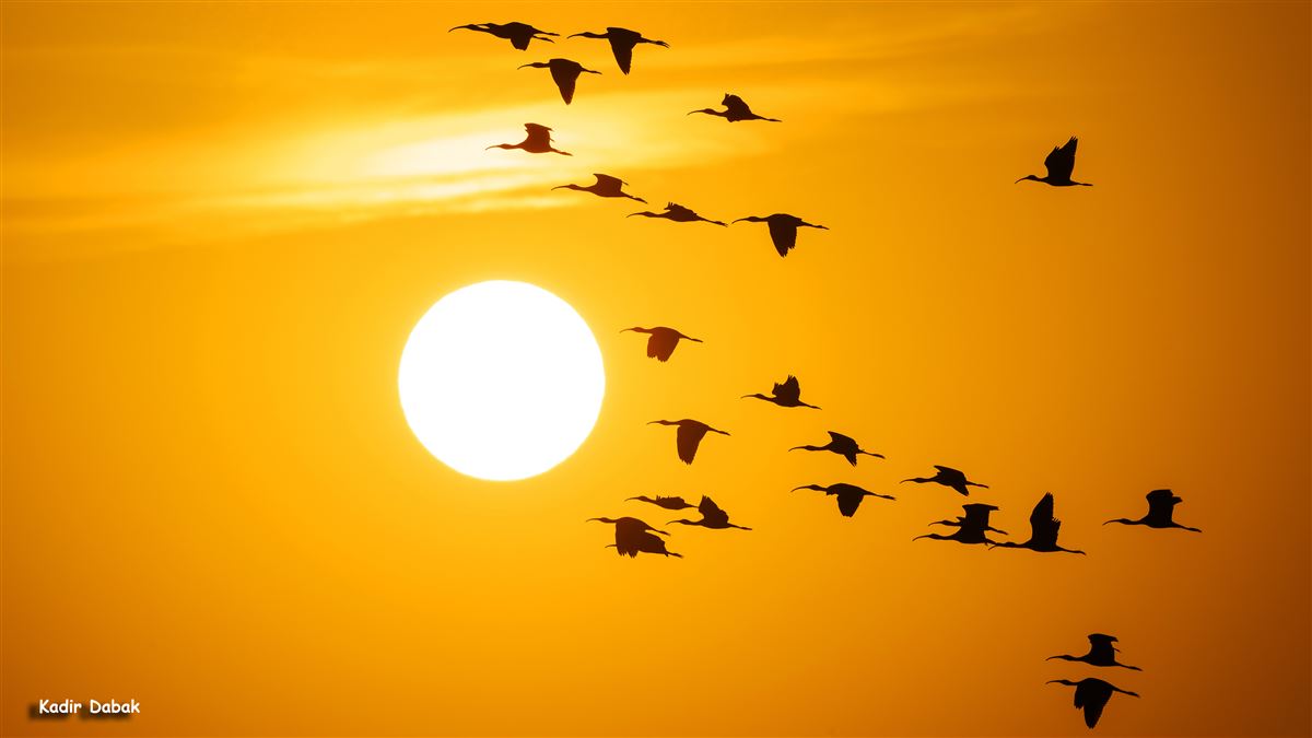 Glossy Ibis