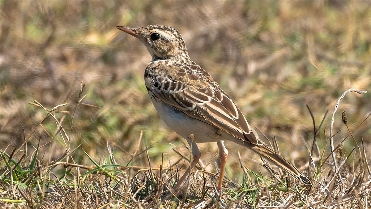 Tawny Pipit