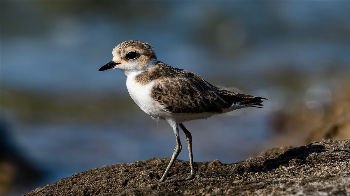 Kentish Plover