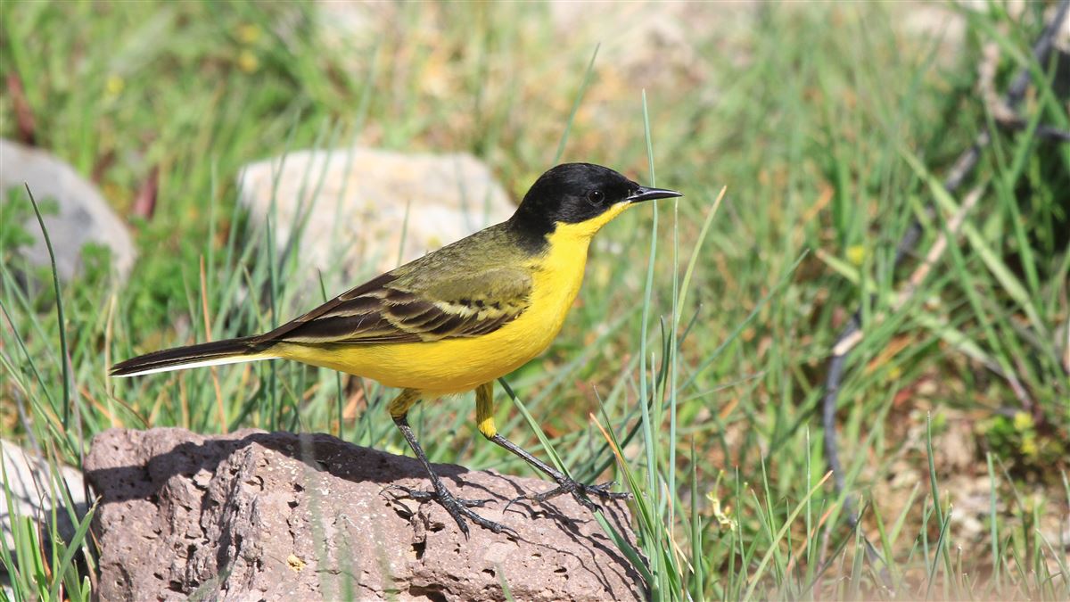 Western Yellow Wagtail