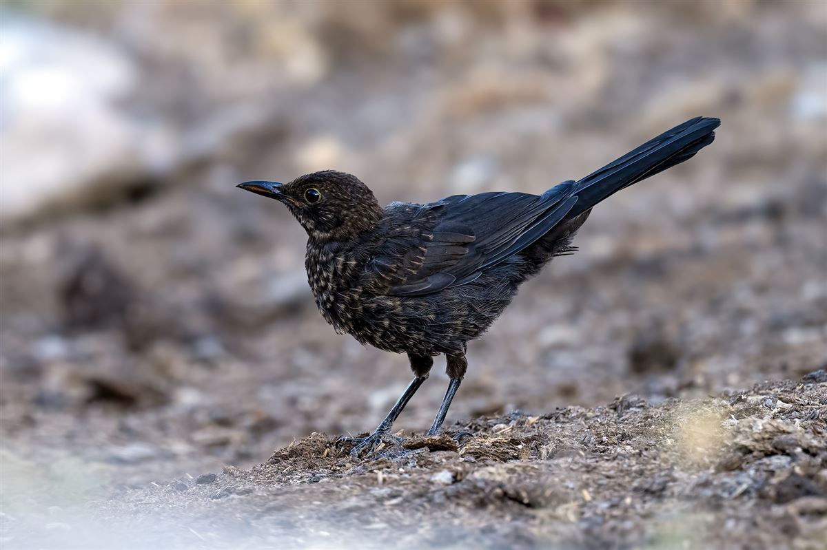 Common Blackbird