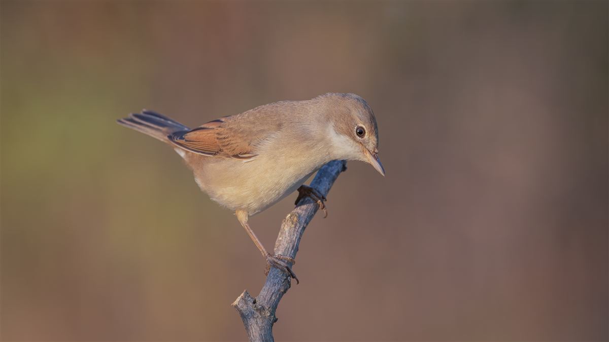 Common Whitethroat
