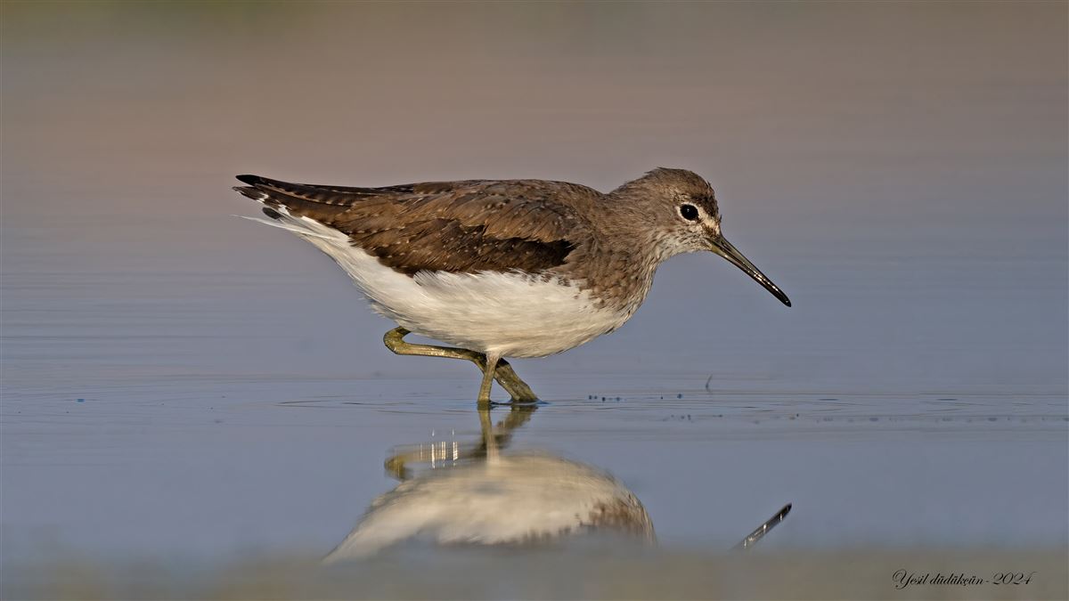Green Sandpiper