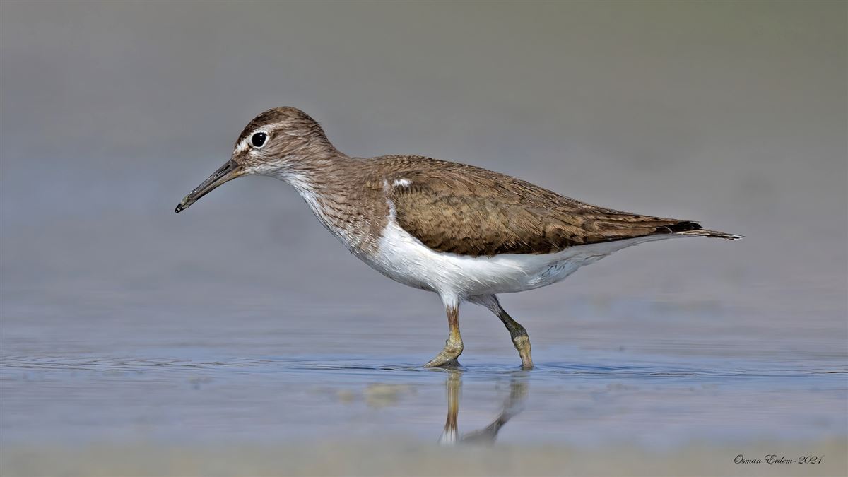 Common Sandpiper