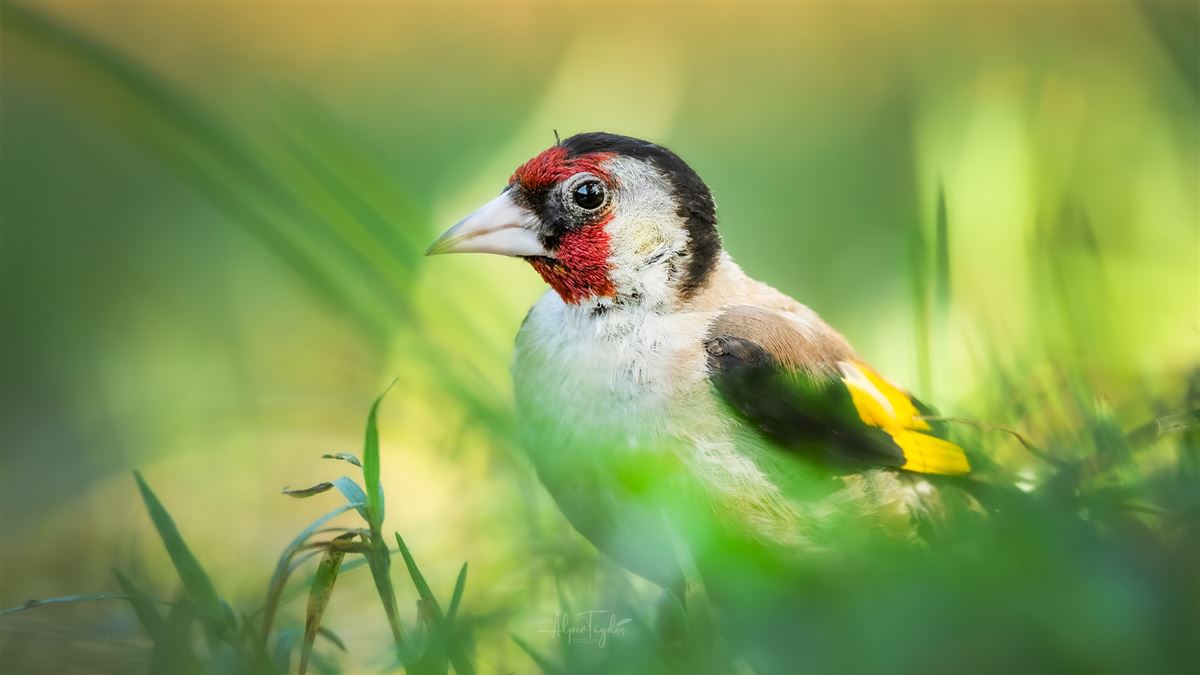 European Goldfinch