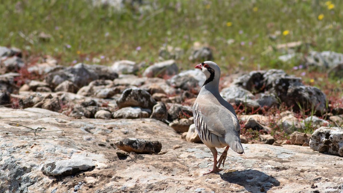 Chukar Partridge