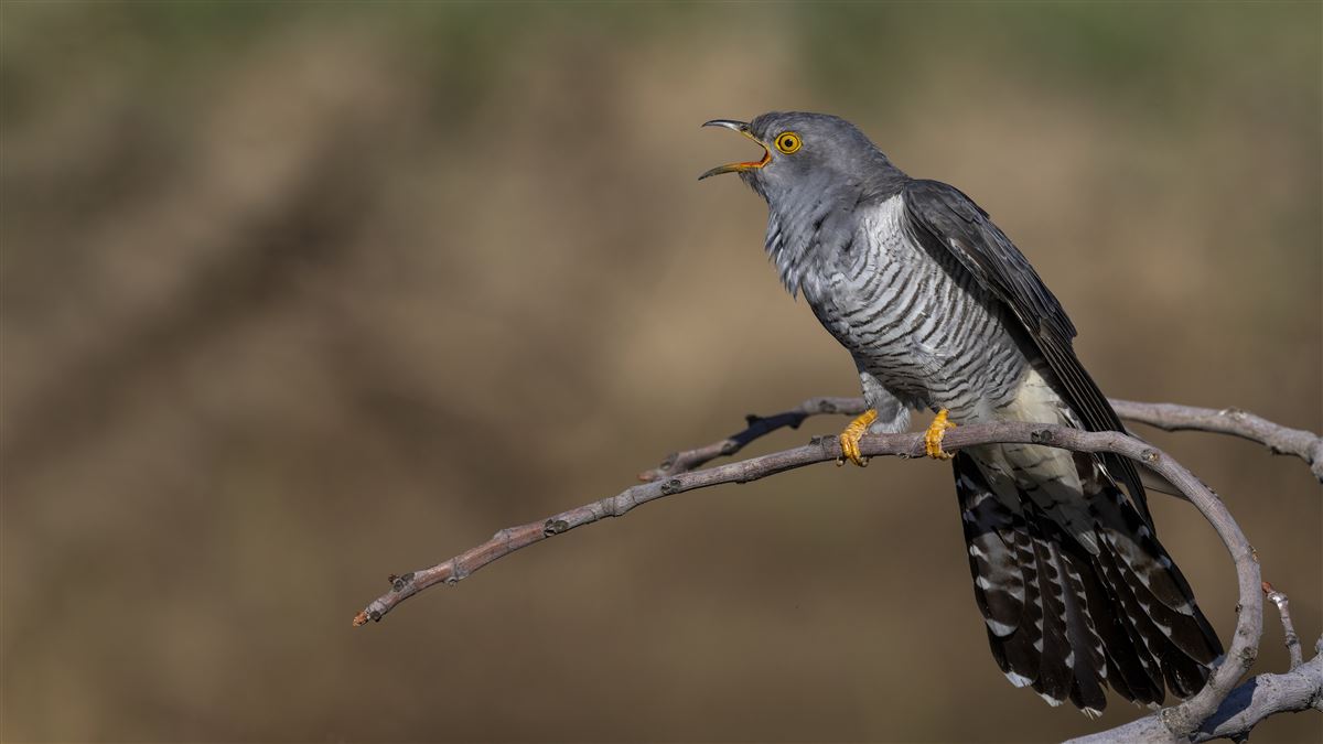 Common Cuckoo