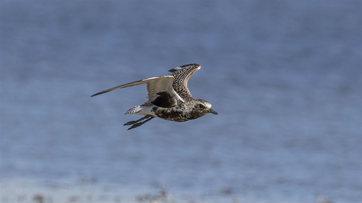 Grey Plover