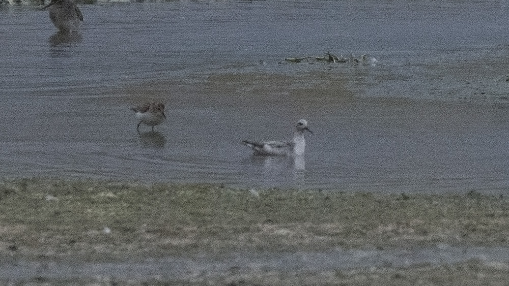 Red Phalarope