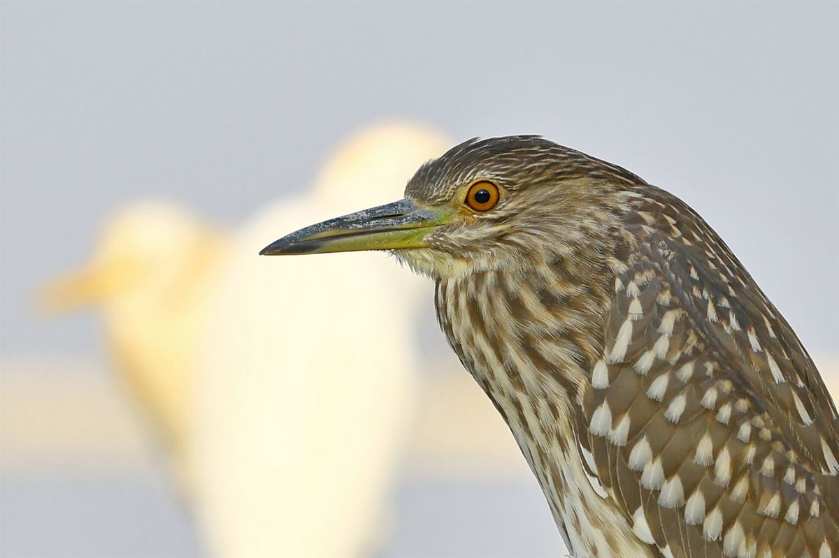 Black-crowned Night Heron