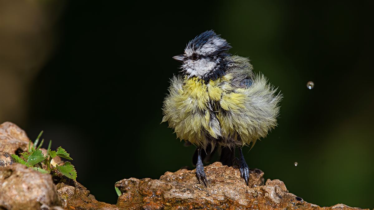 Eurasian Blue Tit