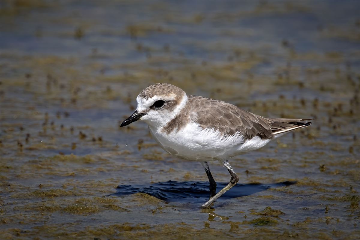 Kentish Plover