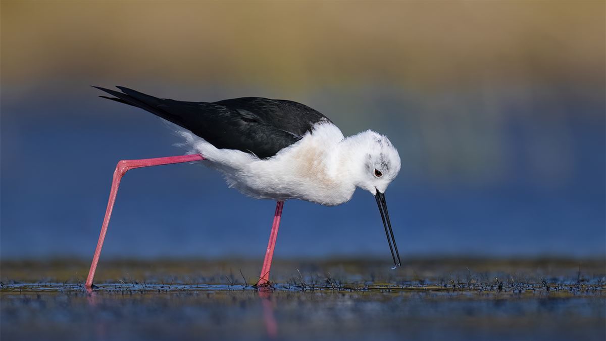 Black-winged Stilt