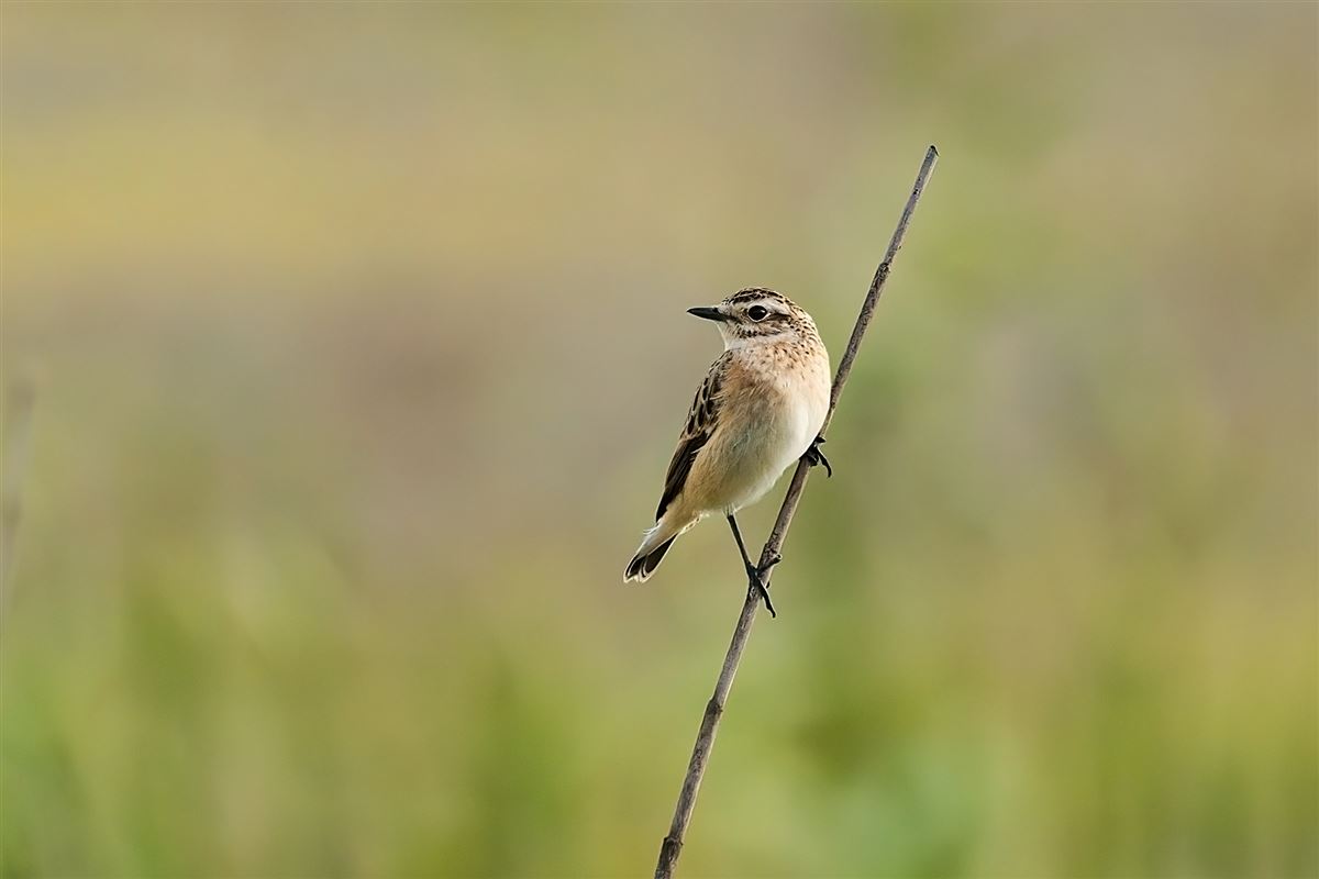 Whinchat
