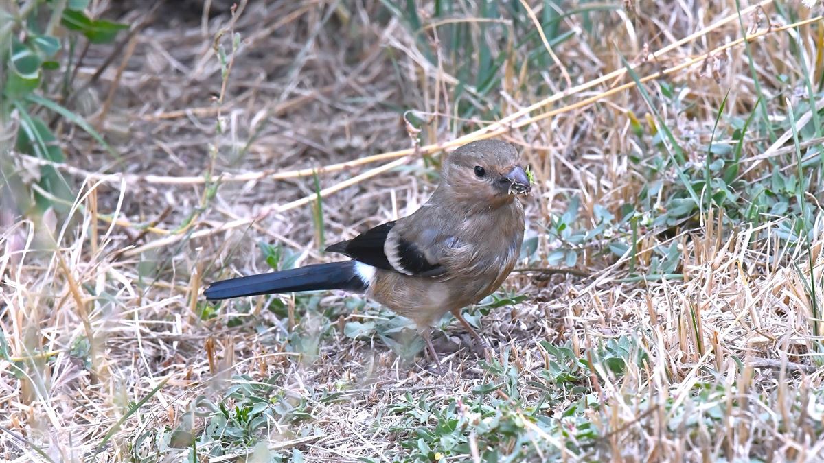 Eurasian Bullfinch