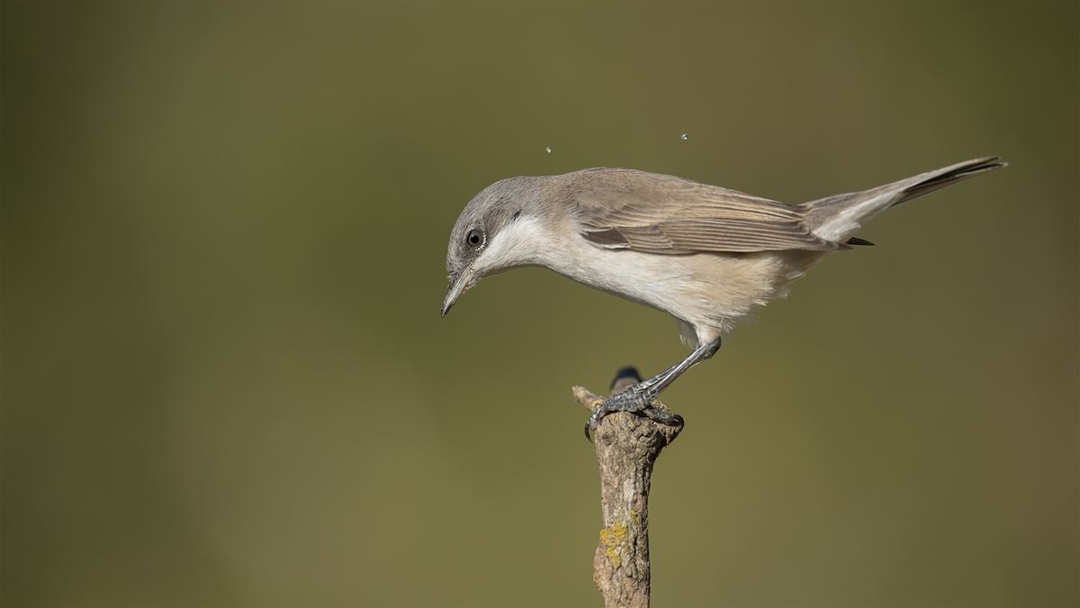 Lesser Whitethroat