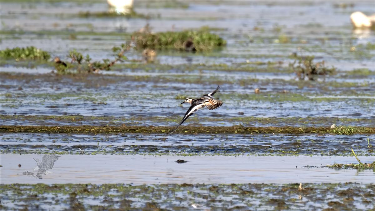 Red Phalarope