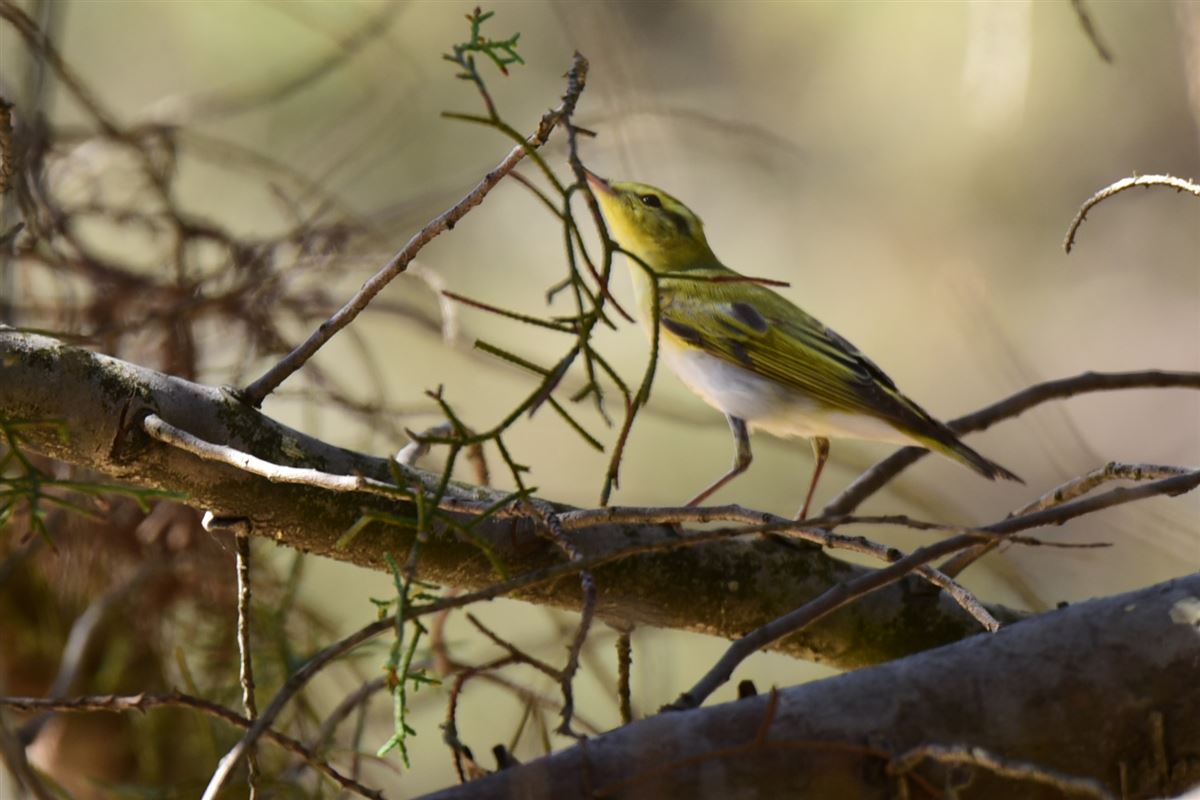 Wood Warbler