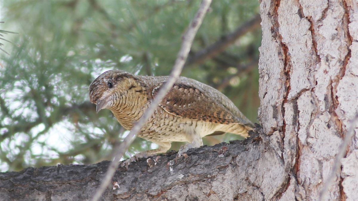 Eurasian Wryneck