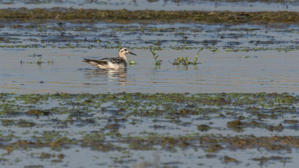 Red Phalarope