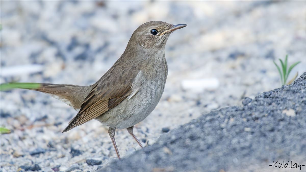 Thrush Nightingale