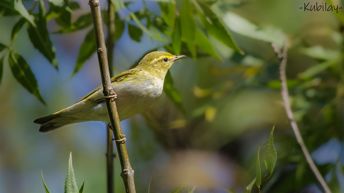 Wood Warbler