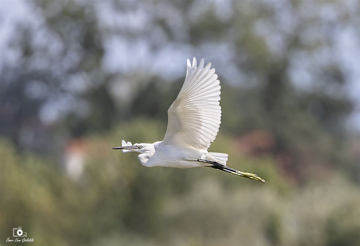 Little Egret