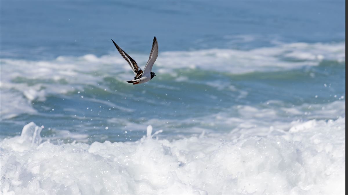Ruddy Turnstone