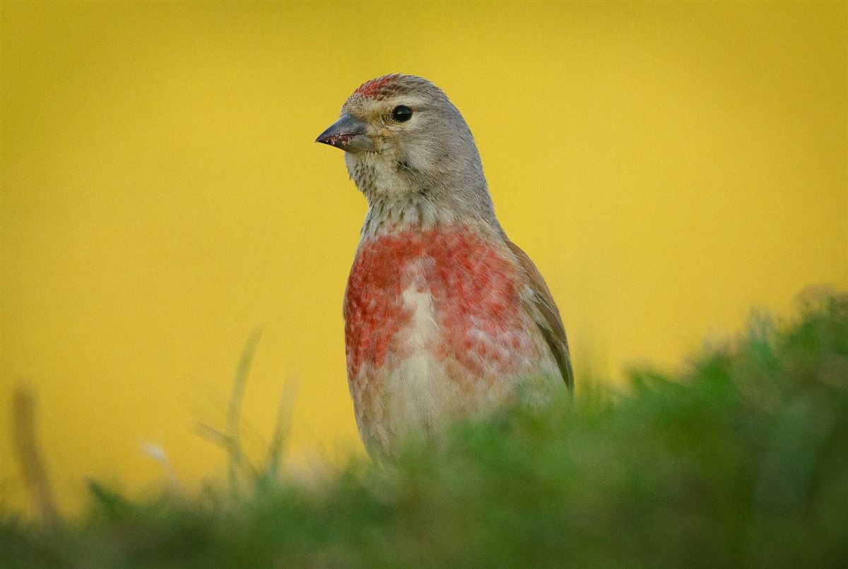 Common Linnet
