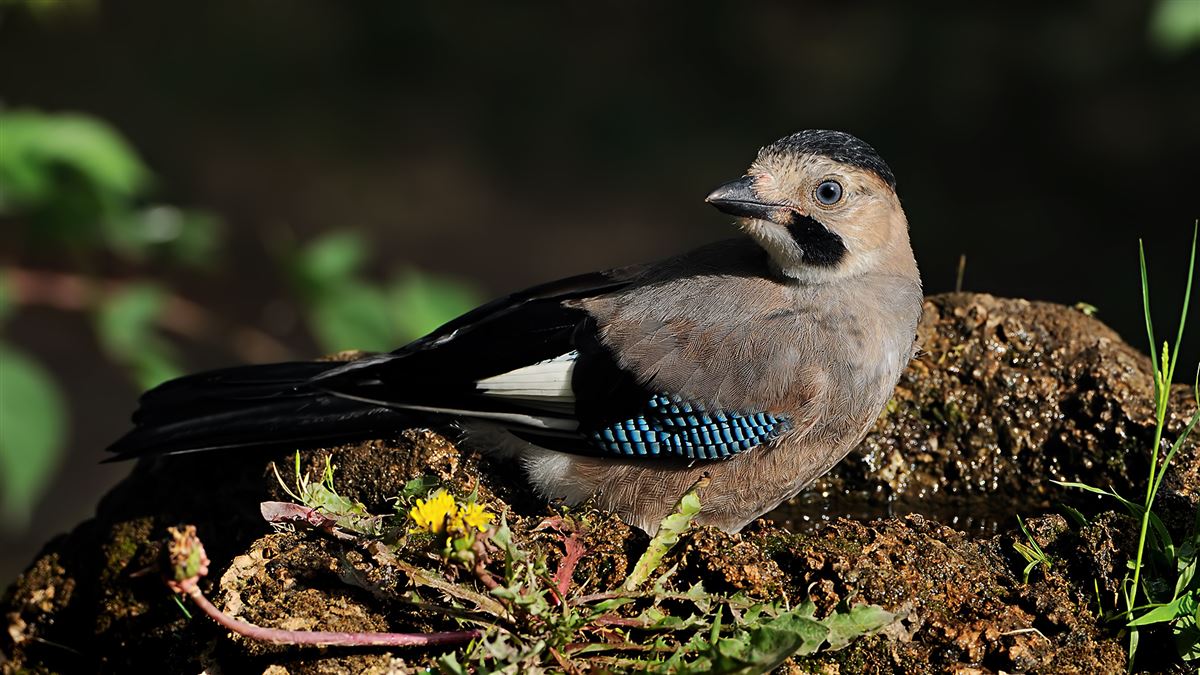 Eurasian Jay