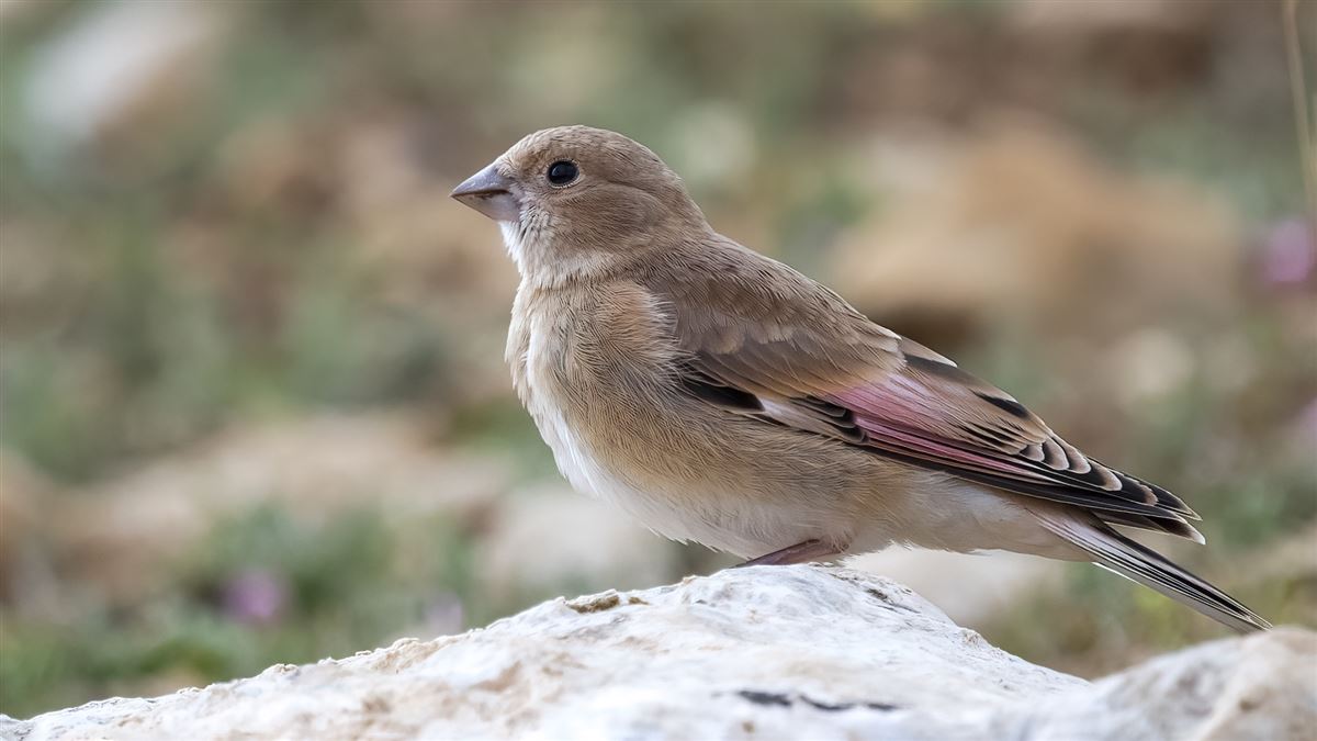 Crimson-winged Finch